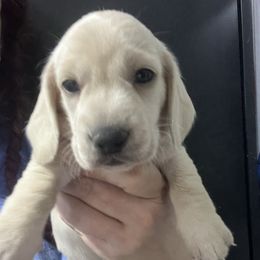 Archie-Boy 2 - Cream male Dachshund puppy in Bigfork, Minnesota from Dachshunds Up North