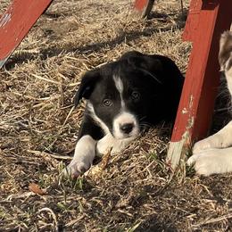Vaugn - Black male Border Collie puppy in Aledo, Illinois from Claycreek Ranch