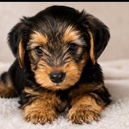 Tanner - Black and tan male Yorkshire Terrier puppy in Broxton, Georgia from More Than Family