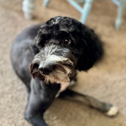 Aity - Bernedoodle
