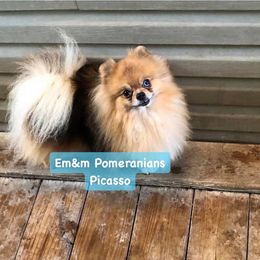 Picasso 10 yrs old - Red Pomeranian puppy in Kentucky from Em&M Pomeranians
