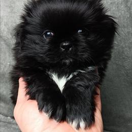 BB2 Black Baby Boy with White Toes - Black male Pekingese puppy in Batesburg Leesville, South Carolina from My Unique Peke