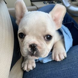 Boston Terrier, Companion Cross, and French Bulldog Puppies from High Plains French Bulldogs,Boston Terriers and Frenchtons.