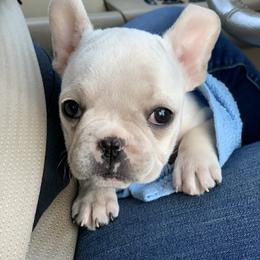 Boston Terrier, Companion Cross, and French Bulldog Puppies from High Plains French Bulldogs,Boston Terriers and Frenchtons.