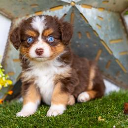 Wren - Red tri female Toy Australian Shepherd puppy in Granbury, Texas from Best Little Aussies