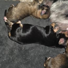 Girl 3 - Black and tan female Havanese puppy in Medina, Ohio from Momma's Minis
