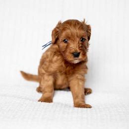 Lincoln - Red  male Goldendoodle puppy in Meridian, Idaho from Country Club Doodles