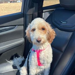 Allie - Goldendoodle
