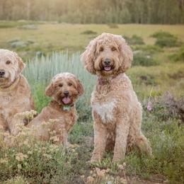 Goldendoodle Puppies from Sunnydoodle Utah