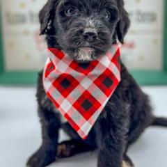Aussiedoodle, Australian Mountain Doodle, and Bernedoodle Puppies from Magnolia Grove Farms