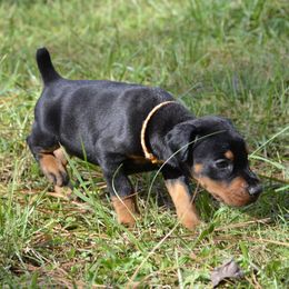 Umbra - Black and rust female Doberman Pinscher puppy in Toney, Alabama from Bhon Mhuir Dobermanns