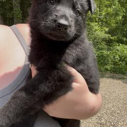 Dachshund and German Shepherd Puppies from Illyria Dox & GSD