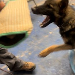 Uzi - Sable male German Shepherd puppy in Sierra Vista, Arizona from KnightWatch K-9