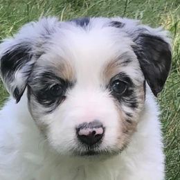 Miniature American Shepherds from Greenwood Acres Kennel