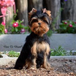 Velvet Diva Duchess - Yorkshire Terrier