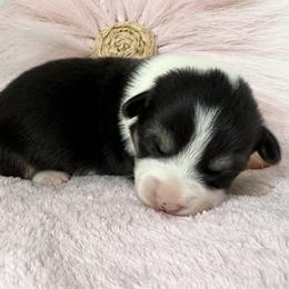 Black tri 1 - Black and tan female Pembroke Welsh Corgi puppy in Scottown, Ohio from Wyndy Ridge Corgis