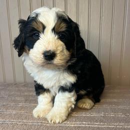 Boy 2 - male Bernedoodle puppy in Clarinda, Iowa from Root and Branch Bernedoodles
