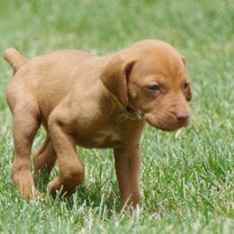 Vizsla Puppies from Jury's Major