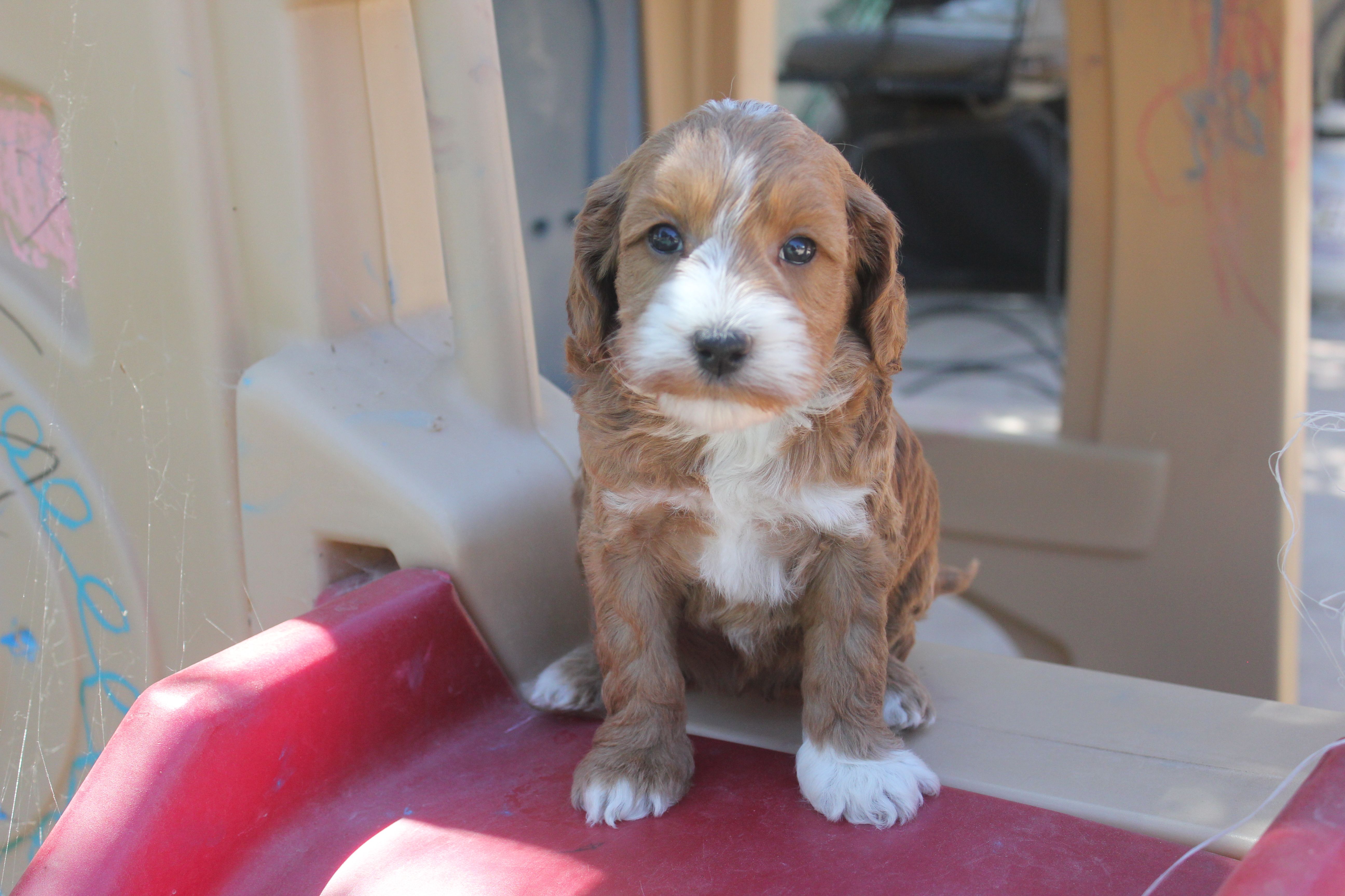 Labradoodle story sale tails