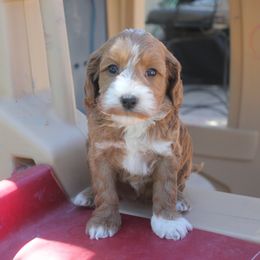 Australian Labradoodle Puppies from Labradoodle Story Tails