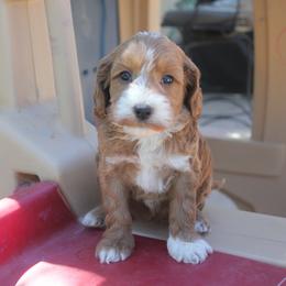 Australian Labradoodle Puppies from Labradoodle Story Tails