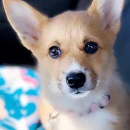 Pembroke Welsh Corgi Puppies from Rocking LJ Breeding
