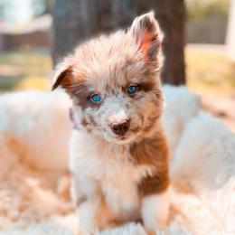 Focaccia - Merle female Pomsky puppy in Cleveland, Ohio from Lake Point Pomskies