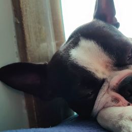 Boston Terriers from Sequoia Kennels