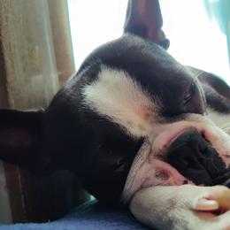 Boston Terriers from Sequoia Kennels