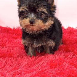 Yorkshire Terrier Puppies from The Royal Yorkie Den LLC