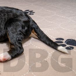 Bernedoodle, Goldendoodle, and Poodle Puppies from Poodles and Doodles By Grace