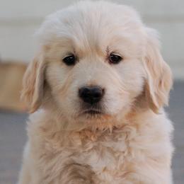 Golden Retrievers from Greybull River Goldens