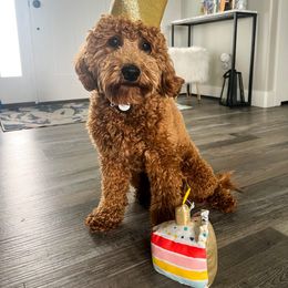 Reese - Goldendoodle