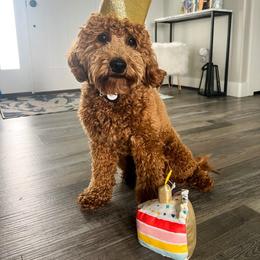 Reese - Goldendoodle