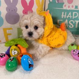 Windy - White and lemon male Morkie puppy in Stockbridge, Georgia from Jenn’s Georgia Morkies and Biewer Terriers