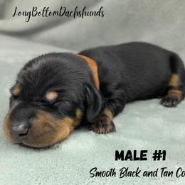 Male 1 - Black and tan male Dachshund puppy in Birmingham, Alabama from LongBottomDachshunds