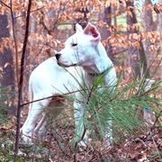 Blue - White Dogo Argentino puppy in Powder Springs, Georgia from Primo Kennels