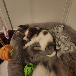 Papillon Puppies from Rene's Papillon