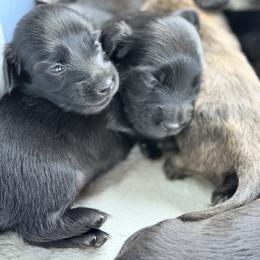 Dachshund Puppies from Kelbe’s Dachshunds