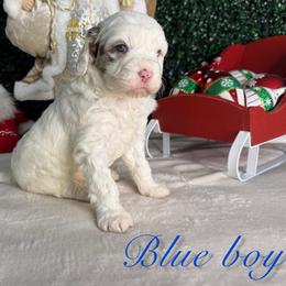 Blue boy - Merle male Bernedoodle puppy in Modesto, California from Two Doods Doodles