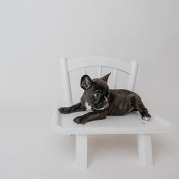 Bolt - Brindle and white French Bulldog puppy in Brandon, Mississippi from Prolific Frenchies Co.