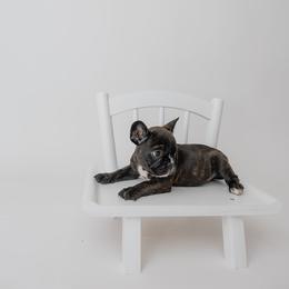 Bolt - Brindle and white French Bulldog puppy in Brandon, Mississippi from Prolific Frenchies Co.