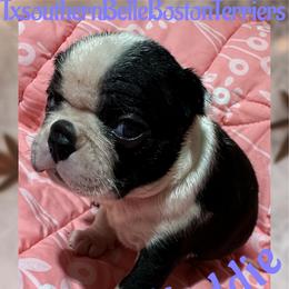 Haddie - Black and white female Boston Terrier puppy in Brazos Point, Texas from TX Southern Belle Boston Terriers