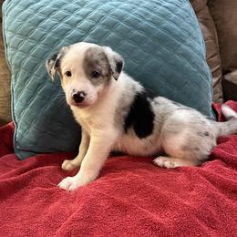 Smokie - Blue merle male Border Collie puppy in Henagar, Alabama from Ridge Kap Border Collies