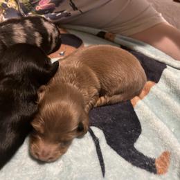 Chocolate and Tan Male - Chocolate and tan male Dachshund puppy in Gainesville, Florida from Mini Dots Mini Dachshunds