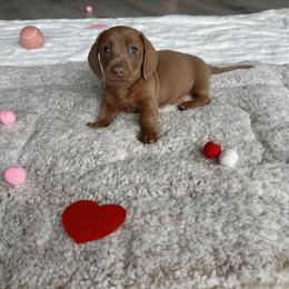 Augustus - Chocolate male Dachshund puppy in San Diego, California from Enchantables