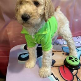Dallas - Cream male Poodle puppy in Mobile, Alabama from Semmy’s Standard Poodle LLC