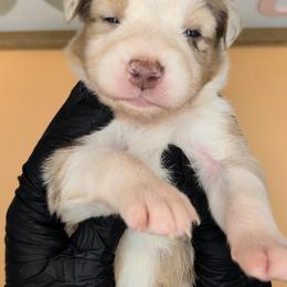 Quinn4Boy2- RMM, NBT,AKC,OFAs,Genetics - Red merle male Australian Shepherd puppy in South Hill, Virginia from Silverside Aussies LLC
