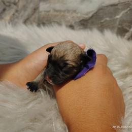 Light purple collar female - White female Miniature Schnauzer puppy in Mineola, Texas from Nikkis Minis