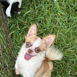 Chihuahua puppies from Camic Cockapoos
